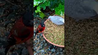 Finches and Softbills in Outdoor Bird Aviary feeding on seeds pellets from ​⁠verselelagapetfood [upl. by Iccir]