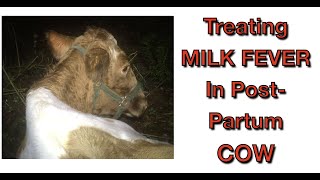 Treating Milk Fever in Dairy Cow at HOME [upl. by Esilec]