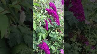 Buddleia Butterfly bush  Purple champion buddleia Davidii shorts butterfly bush plants flowers [upl. by Swanhilda]