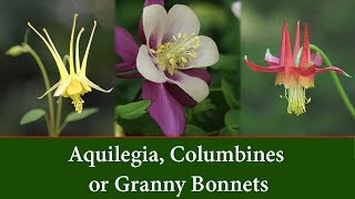 Aquilegia Columbine Plants or Granny Bonnet Plants [upl. by Tenney]