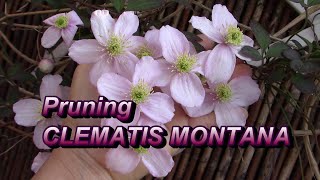 Pruning CLEMATIS MONTANA in Spring for Maximum Flowers 🌼 Flourish by Flora [upl. by Trueblood]