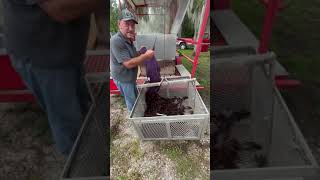 Boiling up some crawfish for the film crew for 4th of July crawfish crawfishboil [upl. by Czarra]