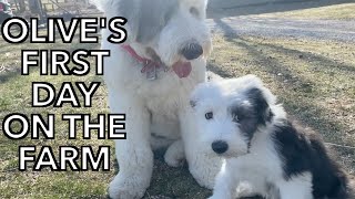 Old English Sheepdog Puppy Finds a New Home on Our Farm [upl. by Magnien]