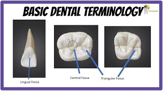 BASIC DENTAL ANATOMY  TEETH FORMULAE LANDMARKS CUSPS TUBERCLE RIDGES FOSSA [upl. by Godwin]