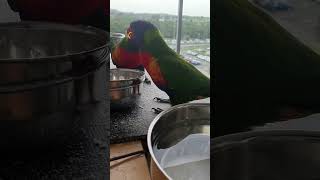 Rain and bow Lorikeets in our balcony Australia [upl. by Kepner]