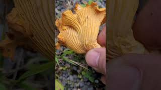 Comment Reconnaître une Girolle  How to Recognize a Chanterelle [upl. by Airdnaxila]