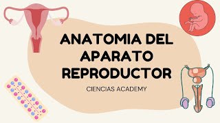 Anatomía del aparato reproductor👁🔬 [upl. by Adis697]