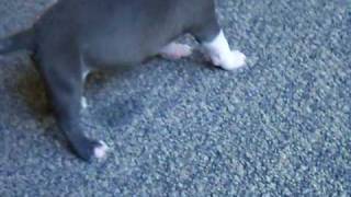 5 WEEK OLD BLUE NOSE PITBULL PUPPIES [upl. by Fisher313]