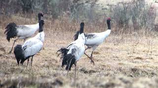 Blacknecked Cranes of Bhutan [upl. by Enelehs557]