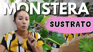 El MEJOR sustrato para tu MONSTERA [upl. by Ainezey]