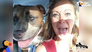 Pit Bull Dog Screams Like A Person When Hes Happy  The Dodo Pittie Nation [upl. by Serdna563]