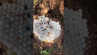 The wasp nest by the edge of the farm could be a problem it could sting someone wasp wildbees [upl. by Nooj]