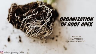 Organization Of Root Apex  Malayalam  Calyptra  Calyptrogen  Quiescent Centre [upl. by Asreht]