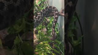 Eastern Massasauga Rattlesnake snake reptiles [upl. by Mellar]