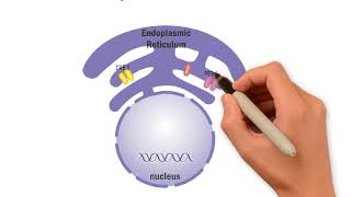 Overview of the Unfolded Protein Response UPR  English [upl. by Hercules]