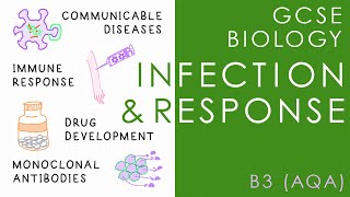 INFECTION amp RESPONSE  GCSE Biology AQA Topic B3 [upl. by Norab]