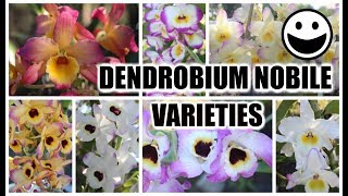 Dendrobium Nobile Varieties Identification amp Review Bloom Habits Variety of Color amp Fragrances [upl. by Ferriter314]