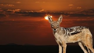 Hunting jackals in Namibia [upl. by Edison]