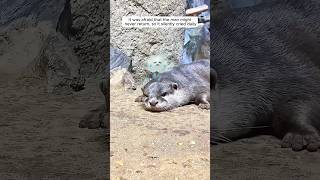 Heartbroken otter reunites with the keeper shorts [upl. by Atcele662]