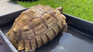 How to soak your adult Sulcata tortoise Why it’s important to soak tortoises in general And more [upl. by Mussman738]