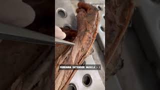 Forearm extensor muscle 2  Anatomy Upper Limb  mbbs neet viral shorts [upl. by Jaddo]