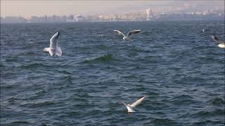 Bruit de la mer et des Mouettes pour dormir profondément bruits mer mouettes [upl. by Seaddon]