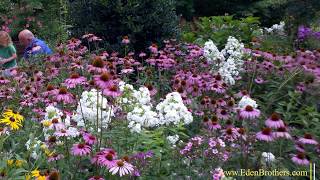 How to Grow Echinacea  Purple Coneflower [upl. by Enelez]