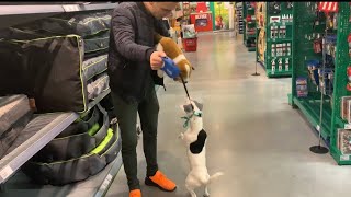 ON A CRAQUÉ POUR NOTRE BÉBÉ CHIEN DANS UN MAGASIN [upl. by Riba]