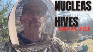 Beekeeping  The Nucleus Hives  Episode 3 [upl. by Odrude360]