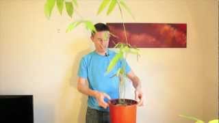 How to germinate and grow giant bamboo from seed [upl. by Camala827]