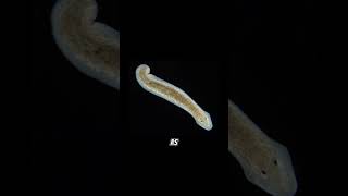 Planarian regeneration planaria sciencefacts science [upl. by Lledor]