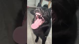 schipperke собака шипперке [upl. by Vacla]