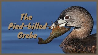 The Piedbilled Grebe Everything you need to know  Diving Hunting Flying SoundCallSong [upl. by Esineg]