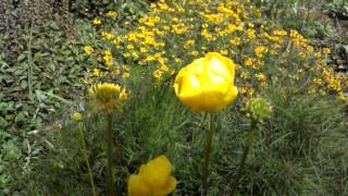 Globeflower [upl. by Milano]