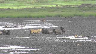 Wildebeests vs lioness  Lake Masek [upl. by Dimphia]