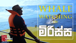 Travel With Chatura  මිරිස්ස  whale watching [upl. by Eidda]