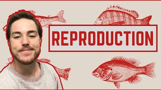 Ichthyology Lesson 6  Fish Reproduction [upl. by Anaujait]