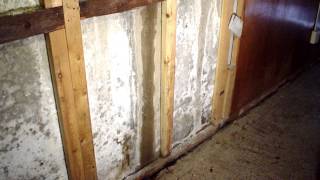 Efflorescence in the Basement Causes and Solutions  Ask the Expert  Lowcountry Foundation Repair [upl. by Shayna]