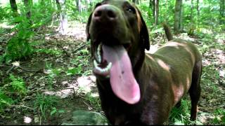 Fastest breathing dog in the world [upl. by Pattin219]