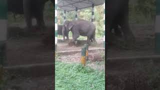 gorumara elephant camp elephantlovers viralvideo shortsfeed youtubesarch Dooars [upl. by Dera]