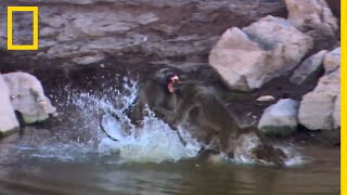 Le babouin un animal courageux et violent [upl. by Stanzel209]