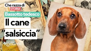 Cosa devi sapere sul Bassotto Tedesco caratteristiche e storia del cane quotsalsicciaquot [upl. by Seeto526]