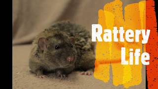 Vlog 1 Rattery Life [upl. by Trebled224]