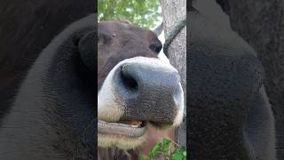 Cow chewing cud 😅😅 cow cute chewing [upl. by Ekyt]