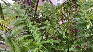 The largest fern in North America Giant Chain fern [upl. by Seymour]