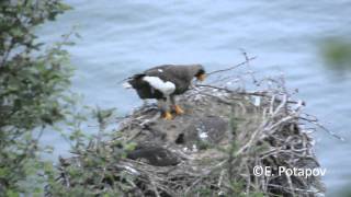 Stellers Sea Eagle at the nest with two chicks [upl. by Molton]