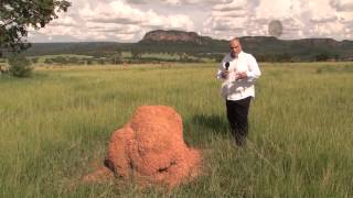 Fazenda à venda em Rio Verde MS com 1050 hectares DESTAQUE [upl. by Kehsihba]