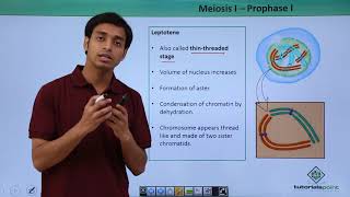 Class 11th  Meiosisl – Prophasel  Cell Cycle and Cell Division  Tutorials Point [upl. by Hakim64]