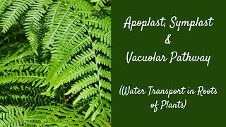 Apoplast Symplast amp Vacuolar Pathway Water Transport PreU BiologySTPMMatriculationALevels [upl. by Samul]