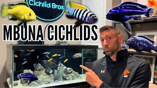 How to Keep Mbuna Cichlids  Care Guide amp Species Profile [upl. by Jecoa]